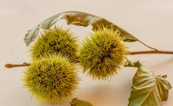 Bir kestane ağacının bukleleri ile kestane ağacı seti / dalları içerir.