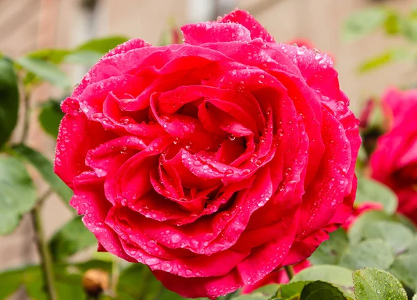 Bahar yağmuruyla ıslanmış bir gülü yakından çek