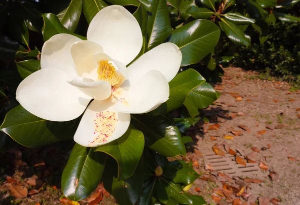 Magnolia grandiflora 'nın beyaz çiçeğinin tabancalarıyla / manolya grandiflorası büyük ve parlak yaprakları ve beyaz etli ve kokulu çiçekleriyle süslemeli bir ağaçtır.