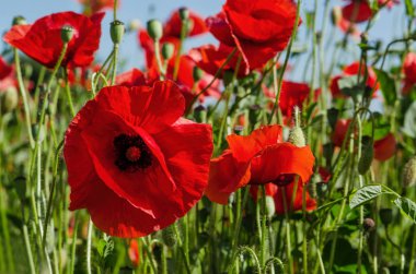 Çiçekli haşhaş alan gün güneşli yaz