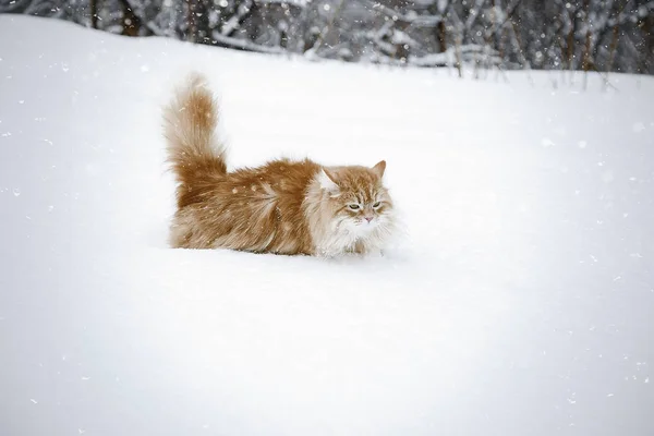 Red cat sit and having fun in the snow. Fluffy cute cat