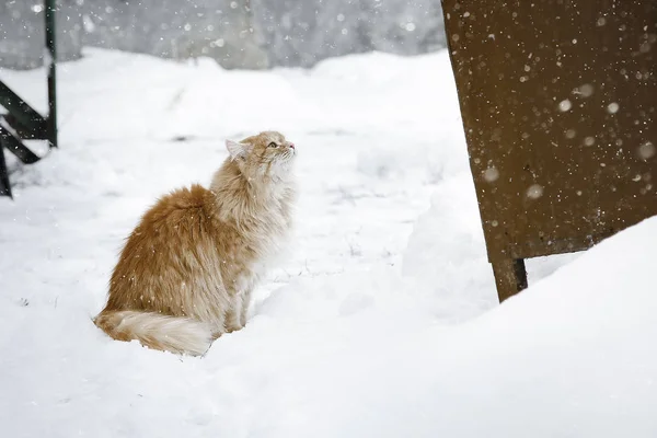 Red cat sit and having fun in the snow. Fluffy cute cat