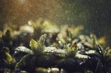 Şafak vakti yağmurda yeşil sulanır. Yağmur damlaları ve güzel bokeh. Parlak damlalar ve damlalar yaprakların üzerine