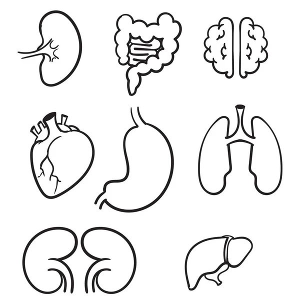 Mano Dibujado Órganos Internos Humanos Icono Conjunto Con Pulmones Riñones — Vector de stock
