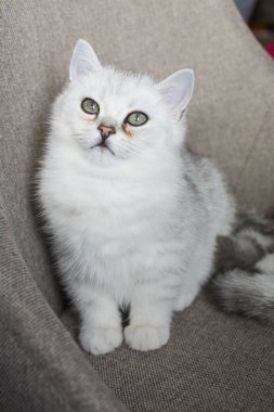 Beyaz yavru kedi oyun.