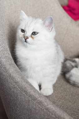 Beyaz yavru kedi oyun.
