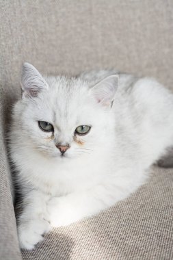 Beyaz yavru kedi oyun.