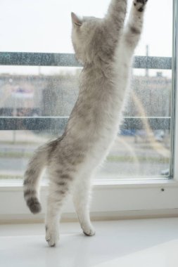 Beyaz yavru kedi oyun.