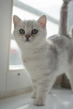 Beyaz yavru kedi oyun.