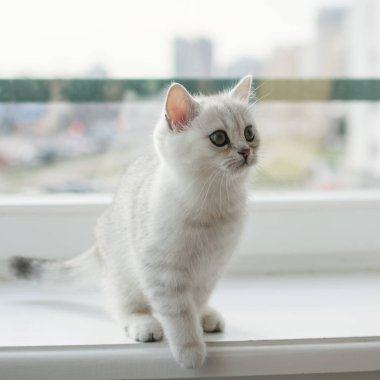 Beyaz yavru kedi oyun.