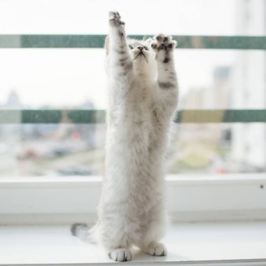 Beyaz yavru kedi oyun.