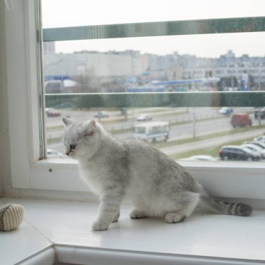 Beyaz yavru kedi oyun.