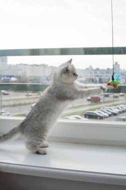 Beyaz yavru kedi oyun.