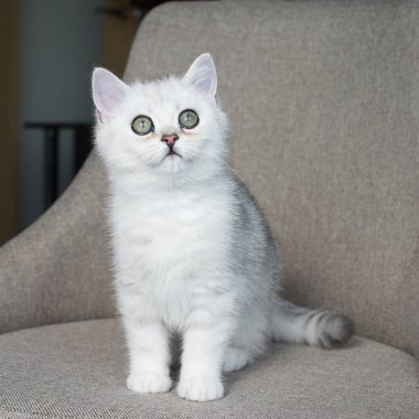 Beyaz yavru kedi oyun.