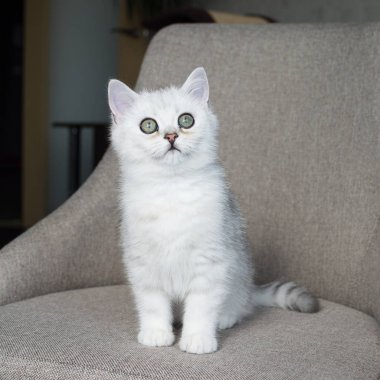 Beyaz yavru kedi oyun.