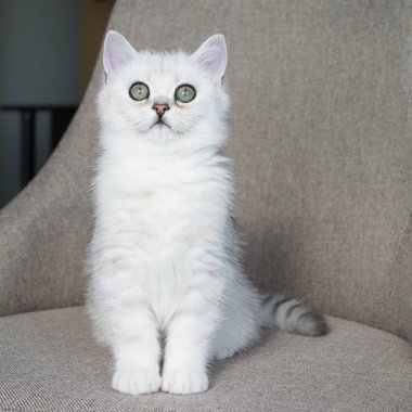 Beyaz yavru kedi oyun.