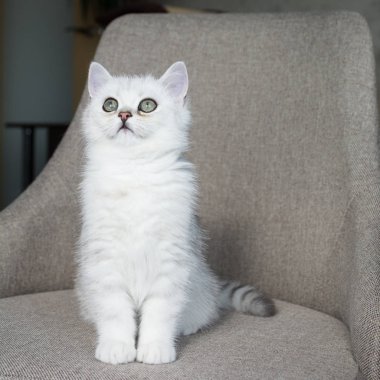 Beyaz yavru kedi oyun.