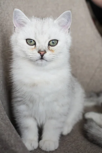 Juego Del Gatito Blanco — Foto de Stock