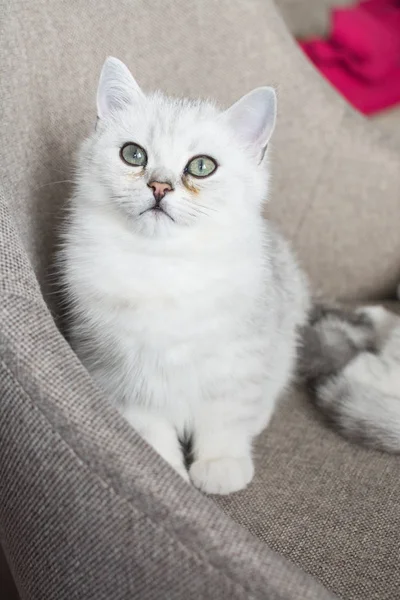 Juego Del Gatito Blanco — Foto de Stock