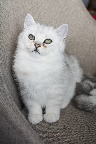 Play Biały Kotek — Zdjęcie stockowe