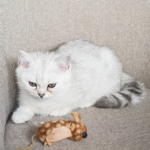 Das Weiße Kätzchen Spielt — Stockfoto