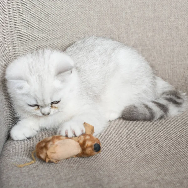 Das Weiße Kätzchen Spielt — Stockfoto