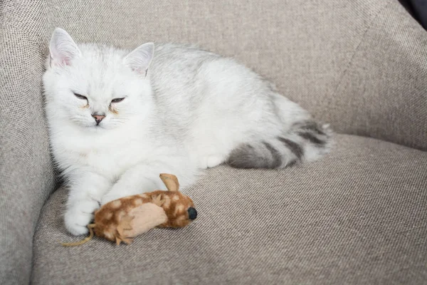 Das Weiße Kätzchen Spielt — Stockfoto