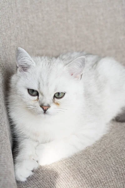 Das Weiße Kätzchen Spielt — Stockfoto