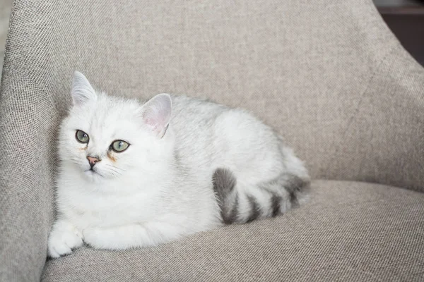 Het Toneelstuk Wit Katje — Stockfoto