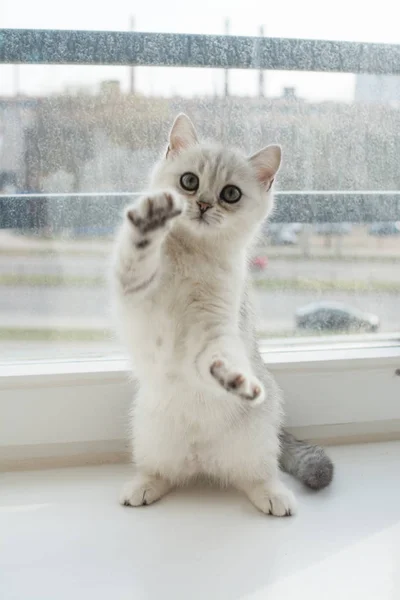 白い子猫の遊び — ストック写真