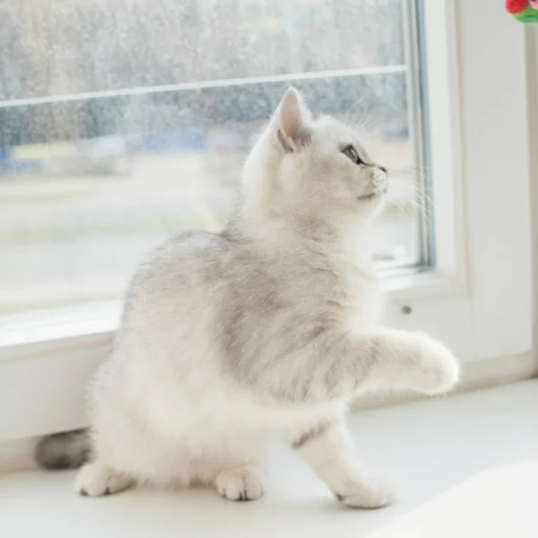 Het Toneelstuk Wit Katje — Stockfoto