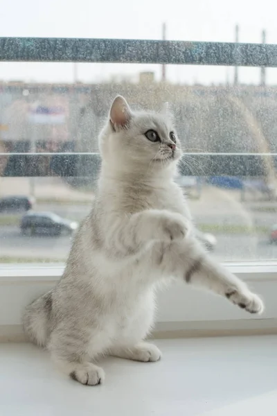 กแมวส ขาวเล — ภาพถ่ายสต็อก