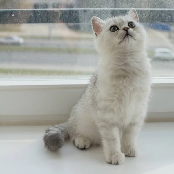 Gatinho Branco Jogar — Fotografia de Stock