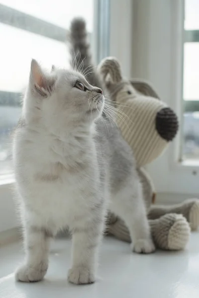 Juego Del Gatito Blanco — Foto de Stock