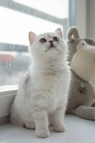 Das Weiße Kätzchen Spielt — Stockfoto