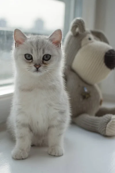 White Kitten Play — Stock Photo, Image