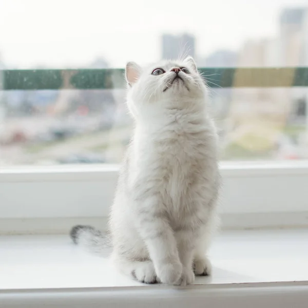 Gatinho Branco Jogar — Fotografia de Stock