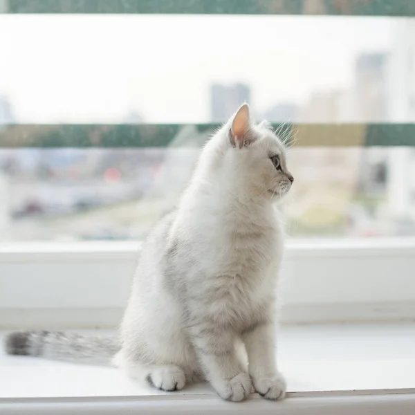 Das Weiße Kätzchen Spielt — Stockfoto