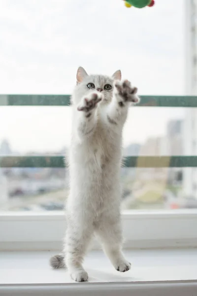กแมวส ขาวเล — ภาพถ่ายสต็อก