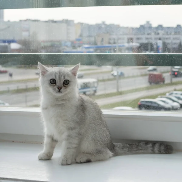 白い子猫の遊び — ストック写真