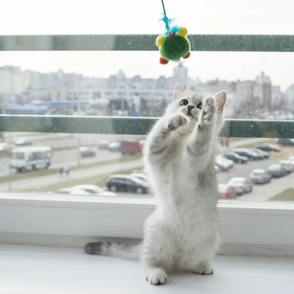 Gatinho Branco Jogar — Fotografia de Stock