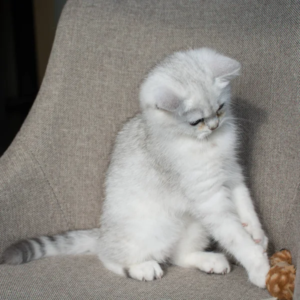 Bílé Kotě Hrát — Stock fotografie