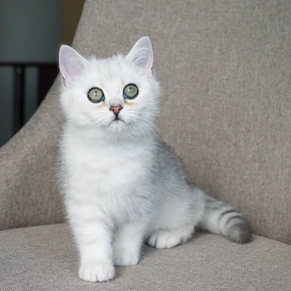 Gatinho Branco Jogar — Fotografia de Stock