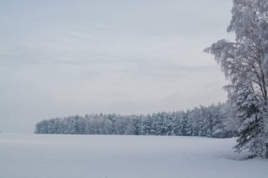 Kış manzarası. Bulutlu gün. Kış düşüş. Boğuk renkler. Siyah beyaz manzara. Kış orman.