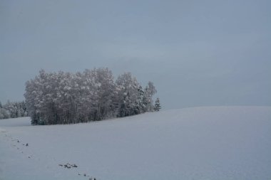 Kış manzarası. Bulutlu gün. Kış düşüş. Boğuk renkler. Siyah beyaz manzara. Kış orman.