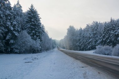 Kış yol. Kış manzarası. Bulutlu gün. Kış düşüş. Boğuk renkler. Siyah beyaz manzara. Kış orman. orman yolu.