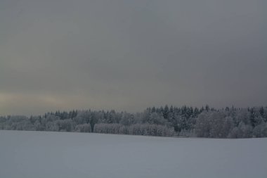 Kış manzarası. Bulutlu gün. Kış düşüş. Boğuk renkler. Siyah beyaz manzara. Kış orman.