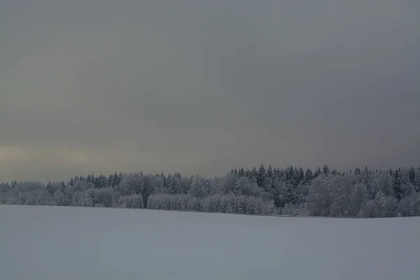 冬季景观 冬季下降 低沉的颜色 单色景观 冬季森林 — 图库照片