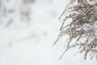 Kış kuru ot (bitki). basit kış tek renkli pantone. Kış ayrıntıları