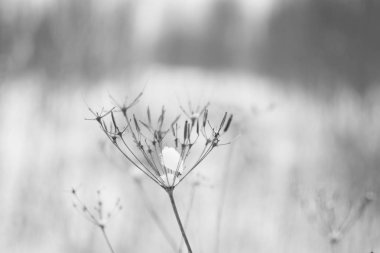 Kış kuru ot (bitki). basit kış tek renkli pantone. Kış ayrıntıları